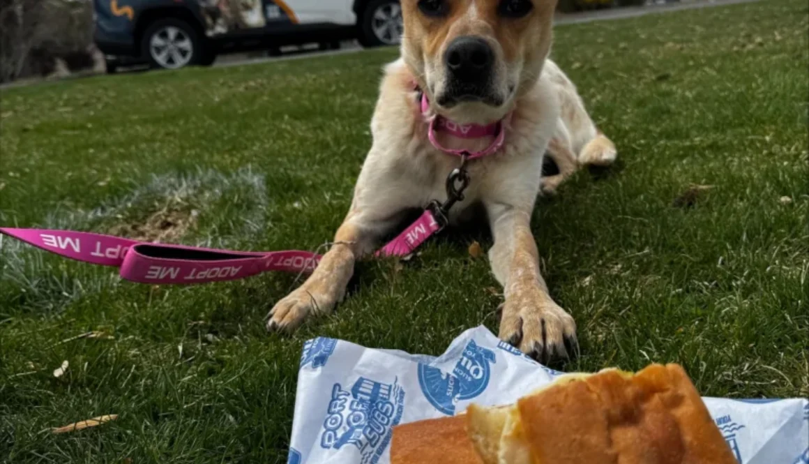 Nevada Humane Society Reno Nevada Port of Subs Fundraiser