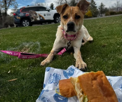 Nevada Humane Society Reno Nevada Port of Subs Fundraiser