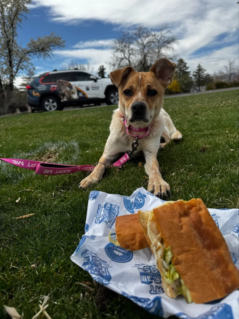 Nevada Humane Society Reno Nevada Port of Subs Fundraiser